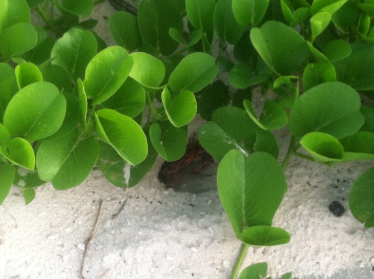 I see you little crab Image